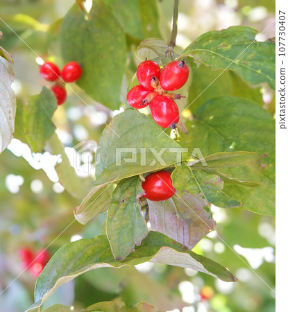 Dogwood with red berries [Autumn] 107730407