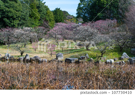 梅花季節（梅樹與池塘） 櫻池明池 [蓮華院丹上寺奧之院] 107730410