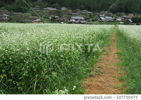 A thatched village beyond the buckwheat fields 107730473