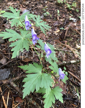 purple aconite flower purple aconite flower 107730544