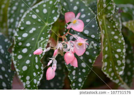 Begonia Flamingo Queen Begonia Flamingo Queen 107731576