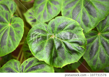 Begonia Prebeca Begonia Prebeca 107731578