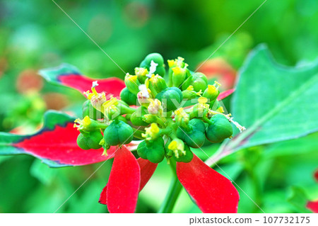 Scarlet flowers with striking red leaves (autumn, October) 107732175