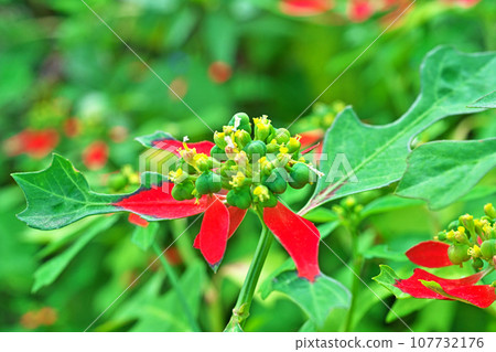 猩紅色的花朵和引人注目的紅葉（秋季、十月） 107732176