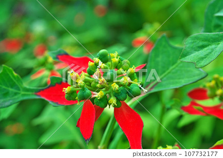 猩紅色的花朵和引人注目的紅葉（秋季、十月） 107732177