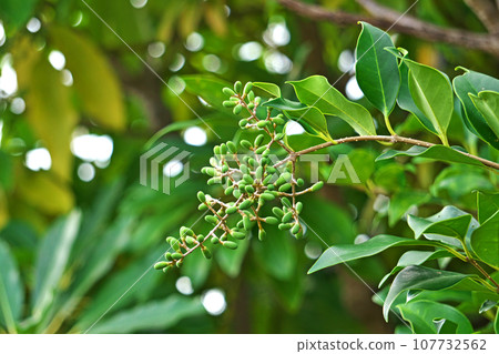Oval green rat berry (autumn, October) 107732562