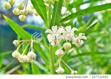 白色乳草花(秋、十月) 白色乳草花(秋、十月) 107732897