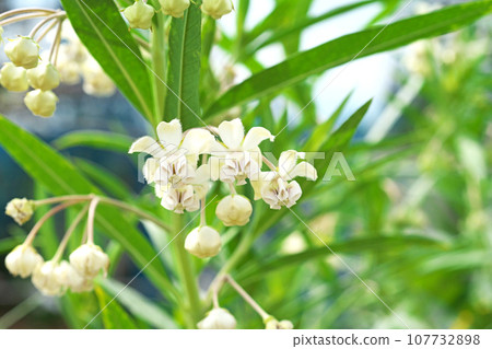 White milkweed flowers (autumn, October) White milkweed flowers (autumn, October) 107732898