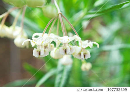 白色乳草花（秋、十月） 107732899