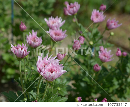 圓明樂食用菊花 圓明樂食用菊花 107733347