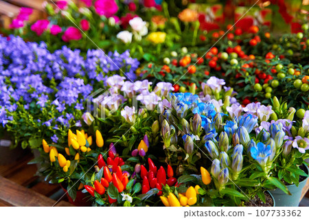 small pots of blooming colorful flowers on the shelf of a flower shop 107733362