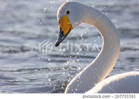 Swan Swan 107733381