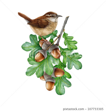 Wren bird on a oak tree branch. Watercolor painted illustration. Carolina wren perched on a oak twig with green leaves, acorns. Natural forest, garden scene. Wildlife nature decor on white background Wren bird on a oak tree branch. Watercolor painted illustration. Carolina wren perched on a oak twig with green leaves, acorns. Natural forest, garden scene. Wildlife nature decor on white background 107733385
