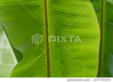 香蕉葉葉子圖案 107733459