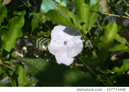 Banmatsuri 107733486