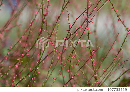 水引花卉圖案 水引花卉圖案 107733539