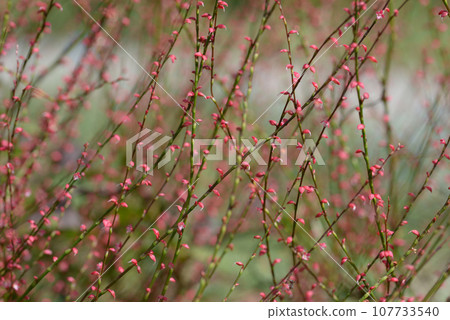 水引花卉圖案 107733540