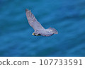 以大海為背景的隼鳥飛行 107733591