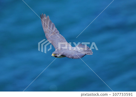 以大海為背景的隼鳥飛行 以大海為背景的隼鳥飛行 107733591