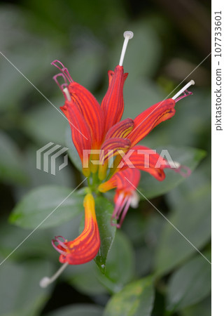 紅芒草 107733601