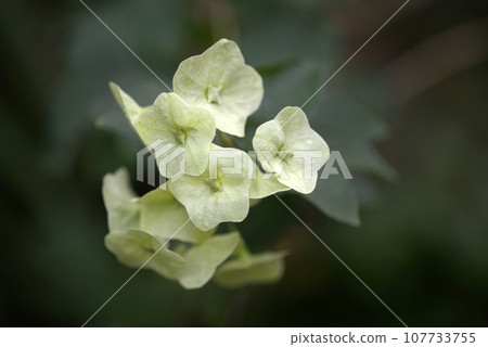 Calomia tetensis 107733755