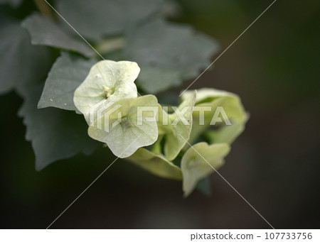 Calomia tetensis 107733756