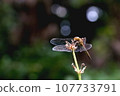 Autumn signs and dragonfly rest 107733791