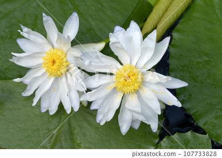 Nymphea Gigantia 107733828