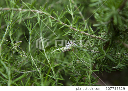 Cultivation of rosemary, pale purple flowers in the center 107733829