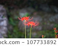 Spider lily blooms emit a fleeting beauty 107733892