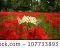 White cluster amaryllis blooming in a cluster of red flowers 107733893
