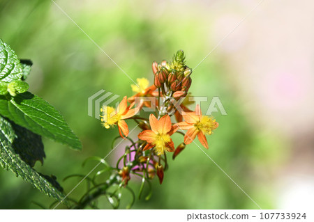 Flower aloe (Burbrine) 107733924