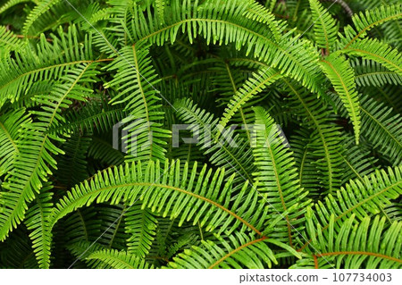 fern with dew 107734003