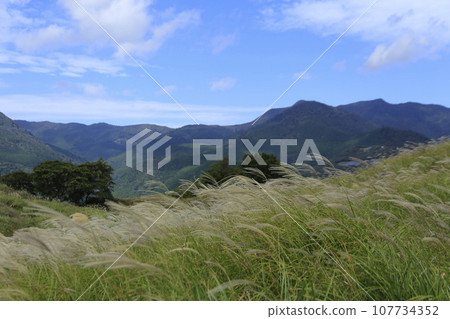 Landscape with pampas grass on the plateau 107734352