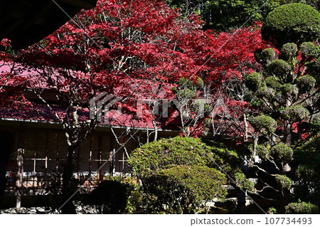 Banshu寺廟秋葉 Banshu寺廟秋葉 107734493