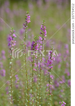 Lythrum flower pattern 107734512