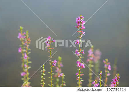 Lythrum flower pattern 107734514
