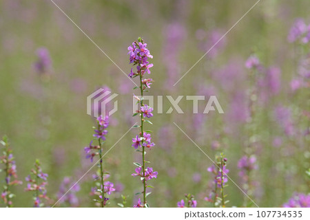 千屈菜花圖案 107734535
