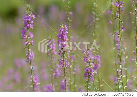 千屈菜花圖案 千屈菜花圖案 107734536