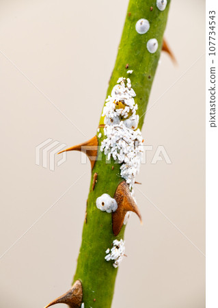 Rose scale insect parasitic on new rose shoots in autumn Rose scale insect parasitic on new rose shoots in autumn 107734543