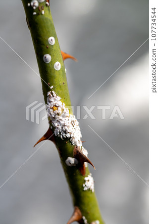 Rose scale insect parasitic on new rose shoots in autumn Rose scale insect parasitic on new rose shoots in autumn 107734544