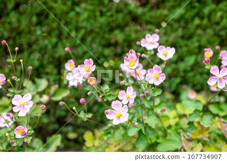 秋天的菊花圖片 秋天的菊花圖片 107734907
