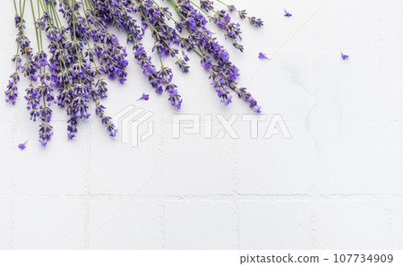 Fresh lavender flowers on a white tile background. 107734909