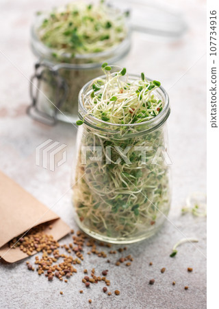 Microgreens grown in a jar. 107734916