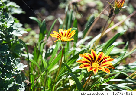 雜色菊(獎牌菊花) 雜色菊(獎牌菊花) 107734951