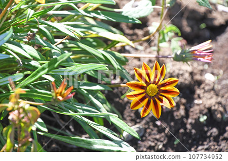 雜色菊(獎牌菊花) 雜色菊(獎牌菊花) 107734952