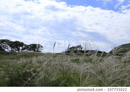 秋天的天空，蒲葦搖曳 107735022