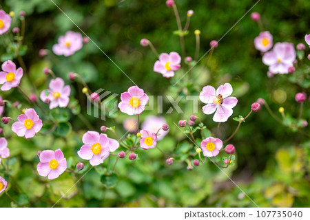Autumn chrysanthemum flower image Autumn chrysanthemum flower image 107735040