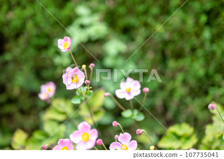 秋天的菊花圖片 秋天的菊花圖片 107735041