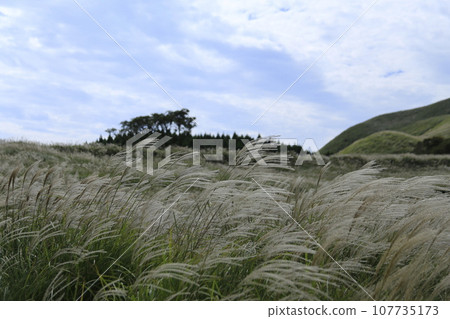 Susuki swaying in the wind Susuki swaying in the wind 107735173
